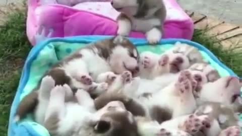 A lot of huskies I might not be able to keep