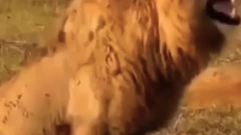 How Lion laugh😂🤣