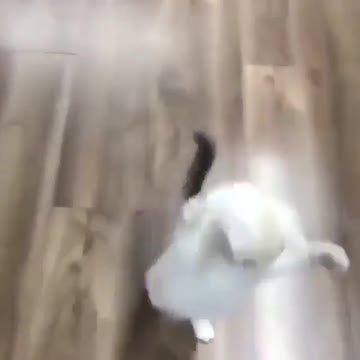 FUNNY cat video