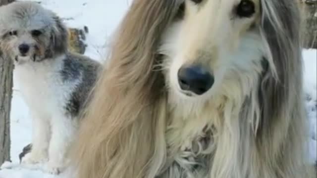 I think this dog could use a hairdresser