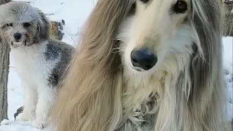 I think this dog could use a hairdresser