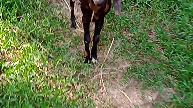 Random Act of kindness, see how the goat saves him