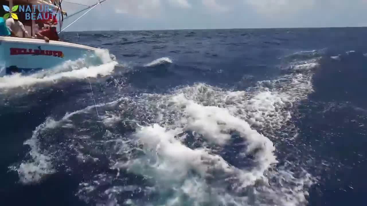 Big Fish Caught in The Sea are Recorded By Cameras