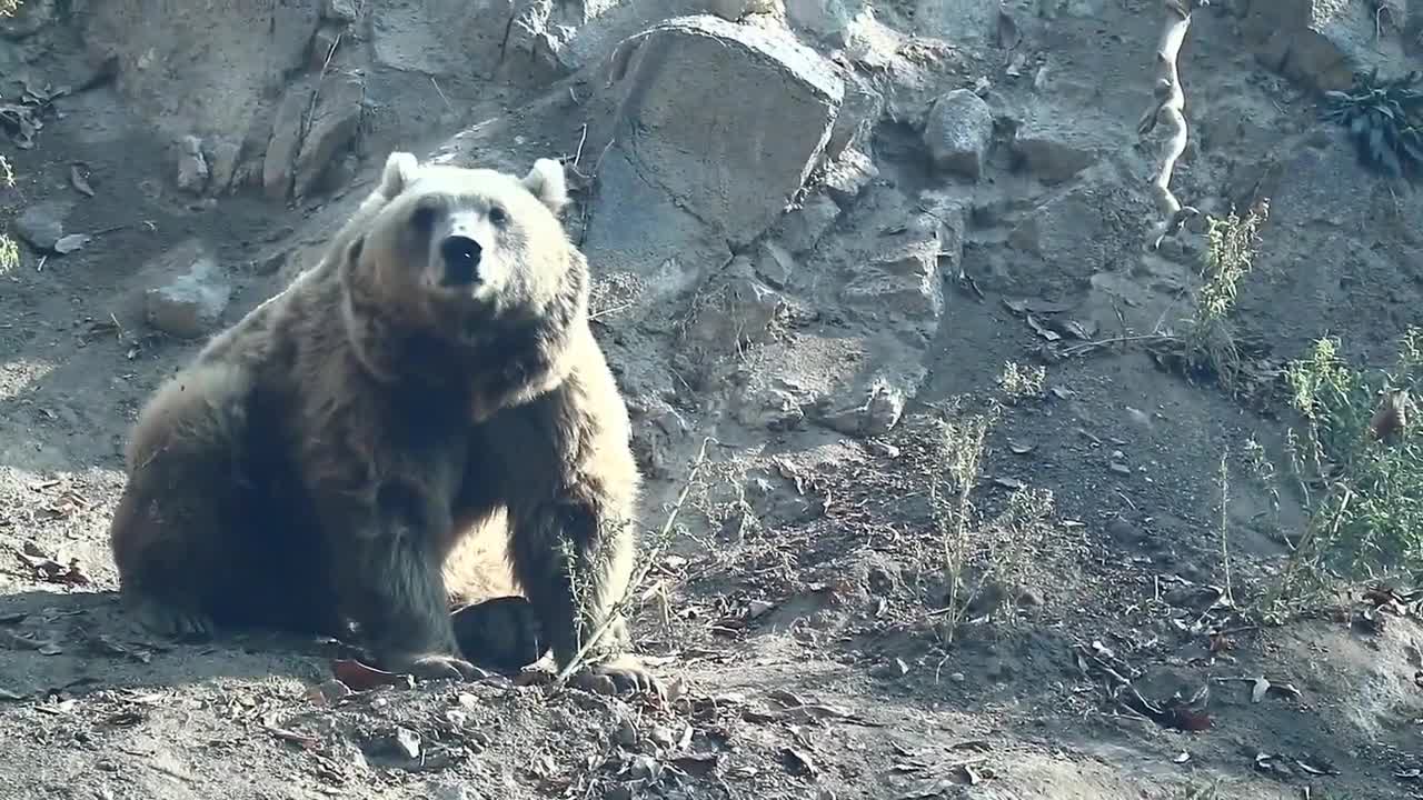 Polar Bear | Brown Bear | Black Bear | Stock Footage