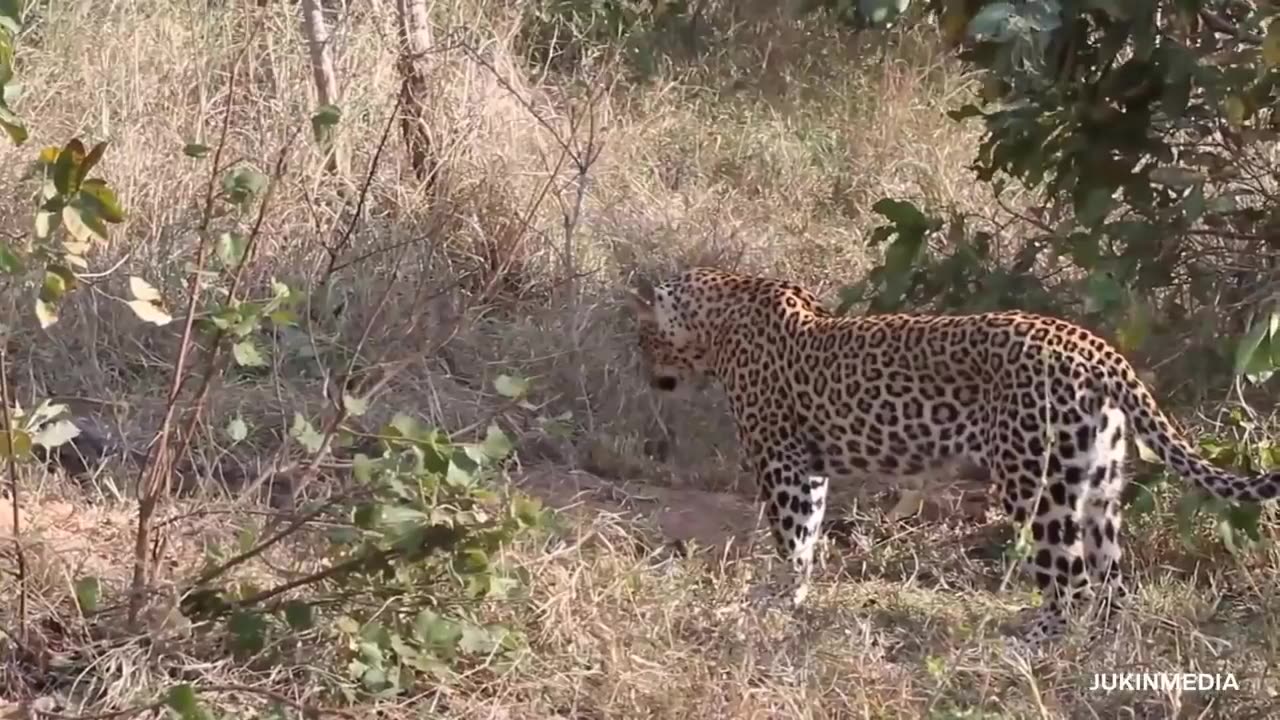 5 Animals Fights You Wouldn’t Believe if Not Filmed