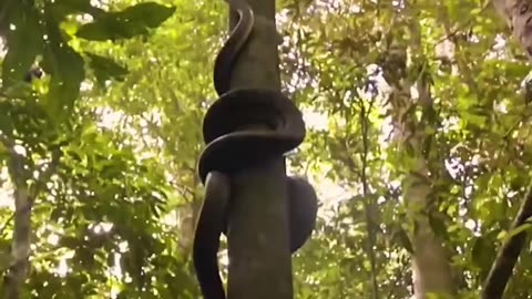 anaconda snake