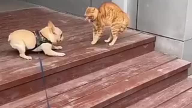 Dogs vs cat