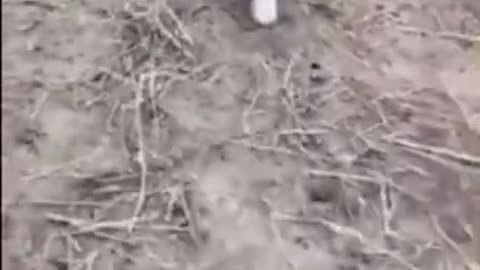 Most funny animal fails