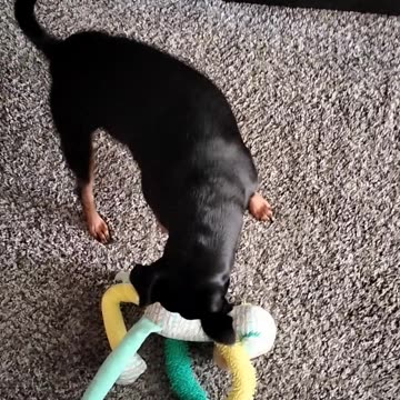 My dog gets a new toy