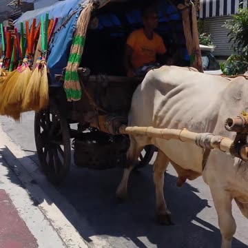 Strangest Cow Cart in Town