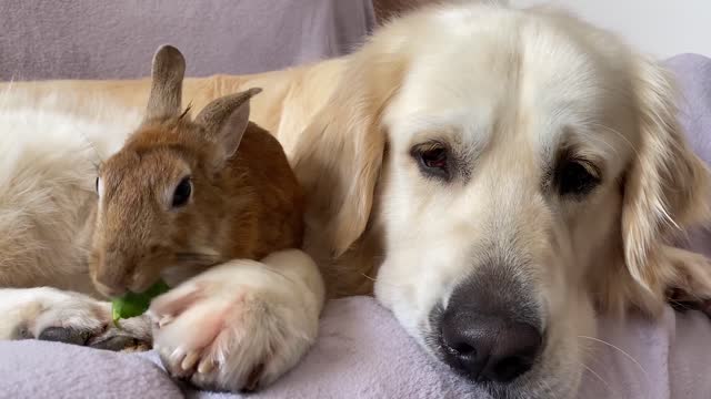 Golden Retriever Bailey and Rabbit Sam - Cutest Friends