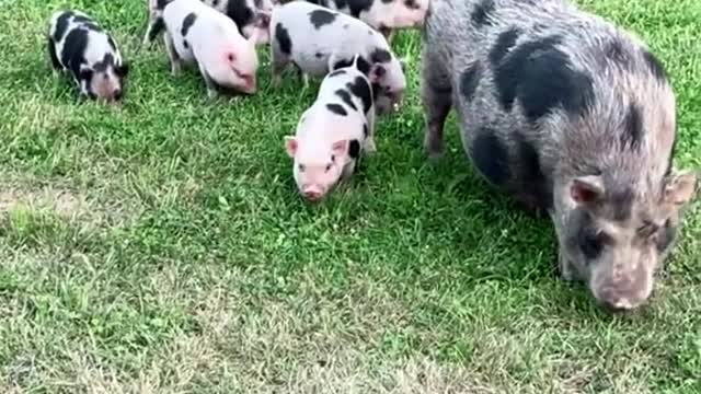 minipig#cute#babies