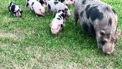 minipig#cute#babies