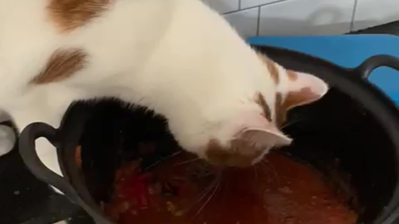 Funny cat video