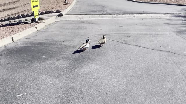 Ducks and Golf