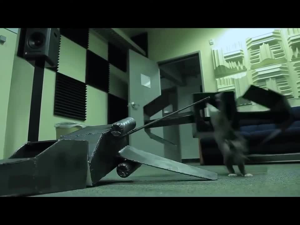 kittens strike back!