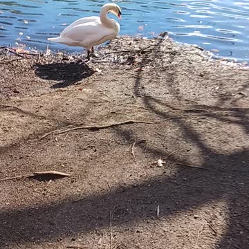 Swan oakland lake