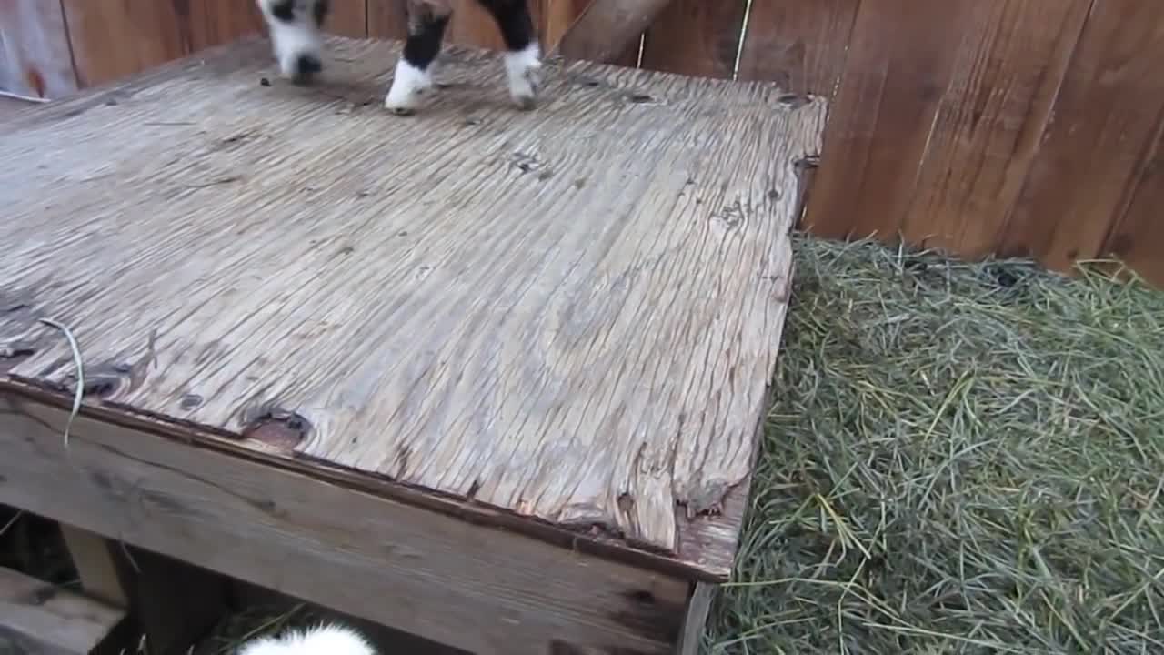 One Week Old Baby Goats Playing