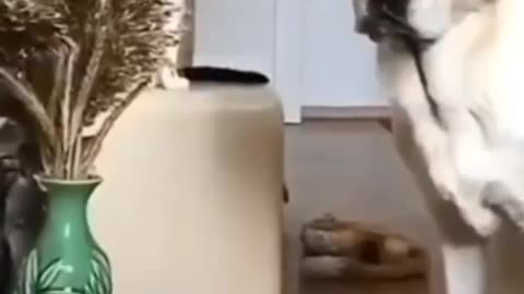 The Ultimate Funny Animal Compilation"