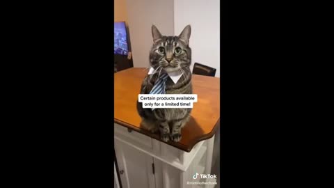 Funny animal videos