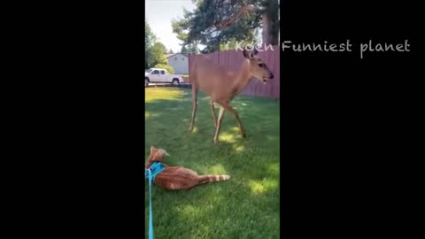 "Funny Dogs And Cats Videos 2023 😅 - Best Funniest Animal Videos Of The Month 🥰👌"