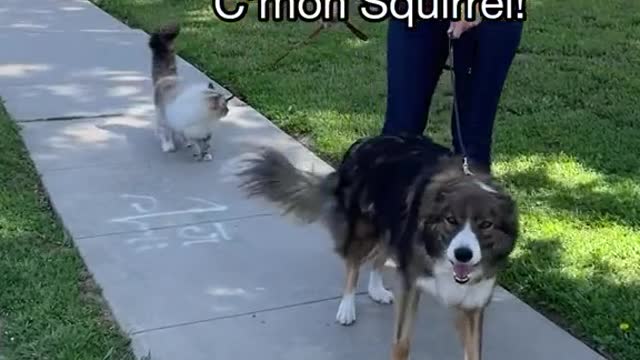 She takes her majestic cat for a walk.