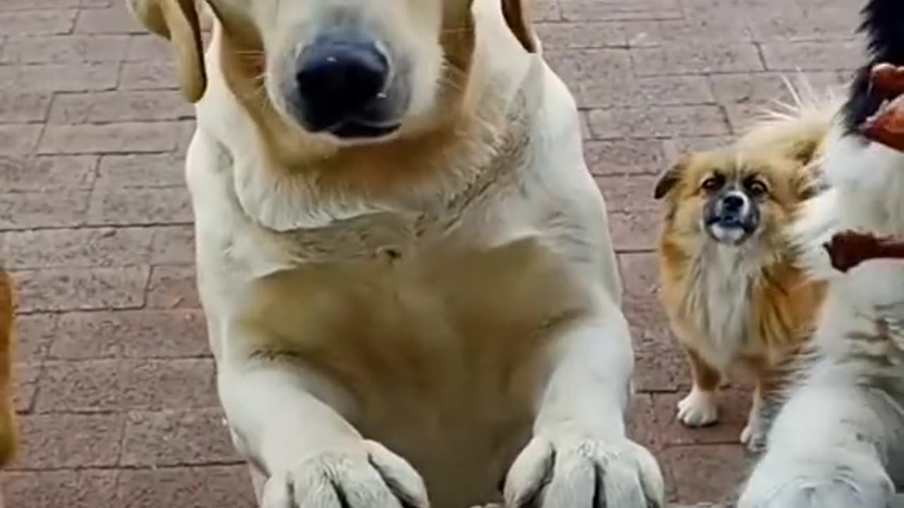 Funniest videos of dont miss #funnydogs #funnycats #funnyanimals #shorts