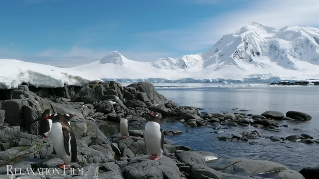 Cute Baby Animals 4K from Around The World with Peaceful Relaxing Music - 4K