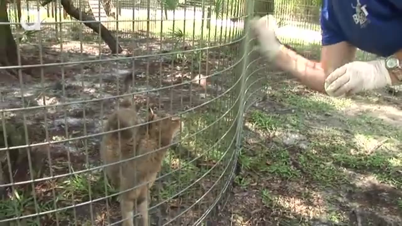 "Chillin' with Big Cats: Popsicles and Playtime