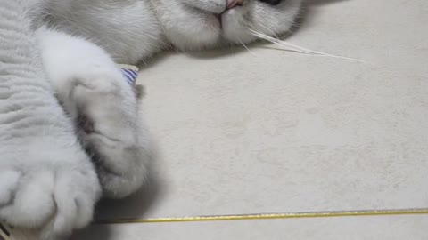 cat