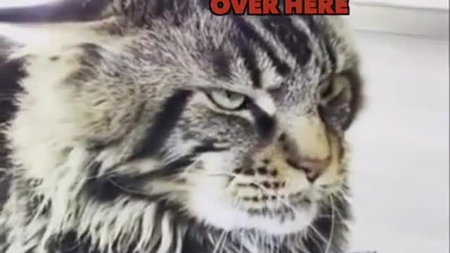 Are you a cat or dog person_