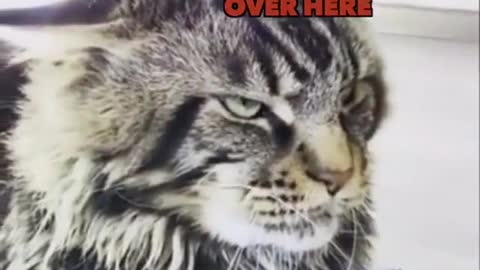 Are you a cat or dog person_