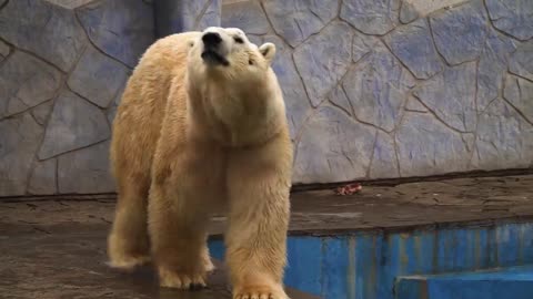 Ultimate Wild Animals Collection in 720p