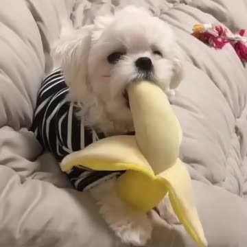 Banana_🍌_dream_comes_true_😂💕