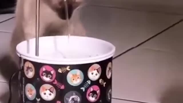 Funny Cat Drink Water