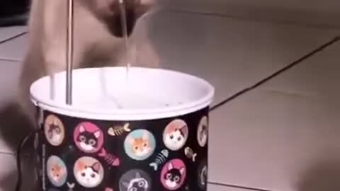 Funny Cat Drink Water