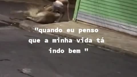 me senti a pessoa mais velha do mundo, tenho 29 anos e se eu entendi meia palavra foi muito 🥺😂😂😂