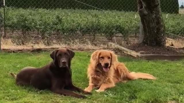 How did you feel when you came home and your pet dog came running towards you?