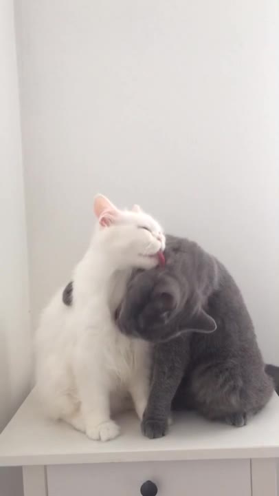 Estos gatos no se vieron por unos días. ¿Eso explica su comportamiento?