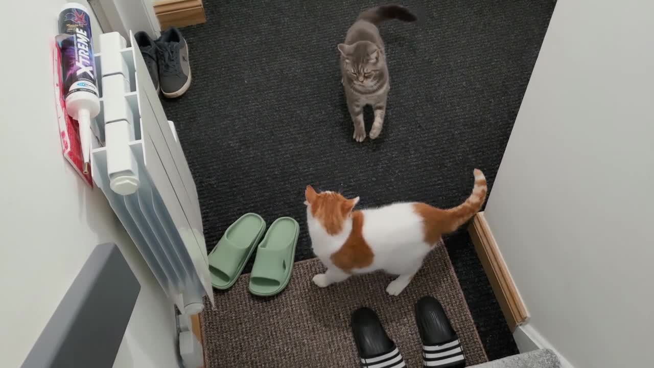 Cat Meows At Another Cat