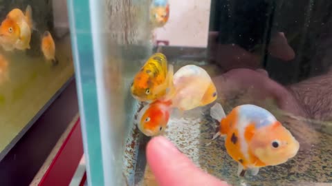 My Backyard Ranchu Goldfish Farm