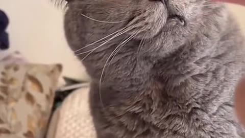 Cute and funny cat video.