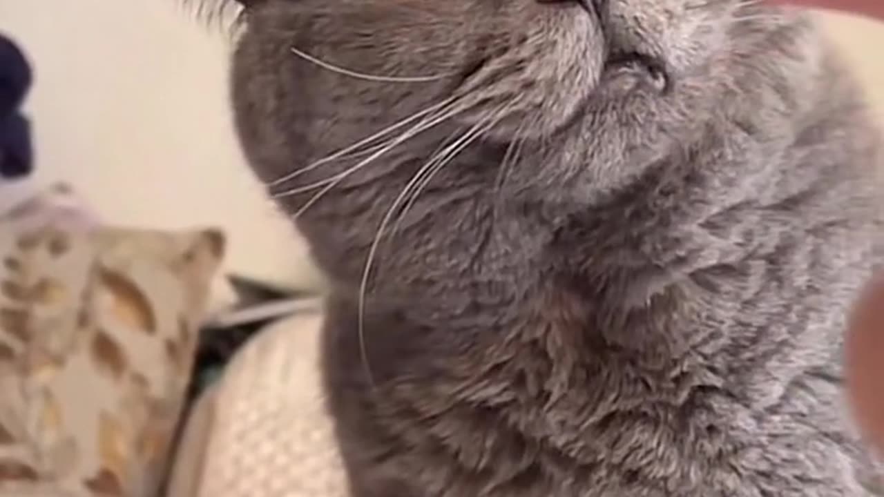 Cute and funny cat video.
