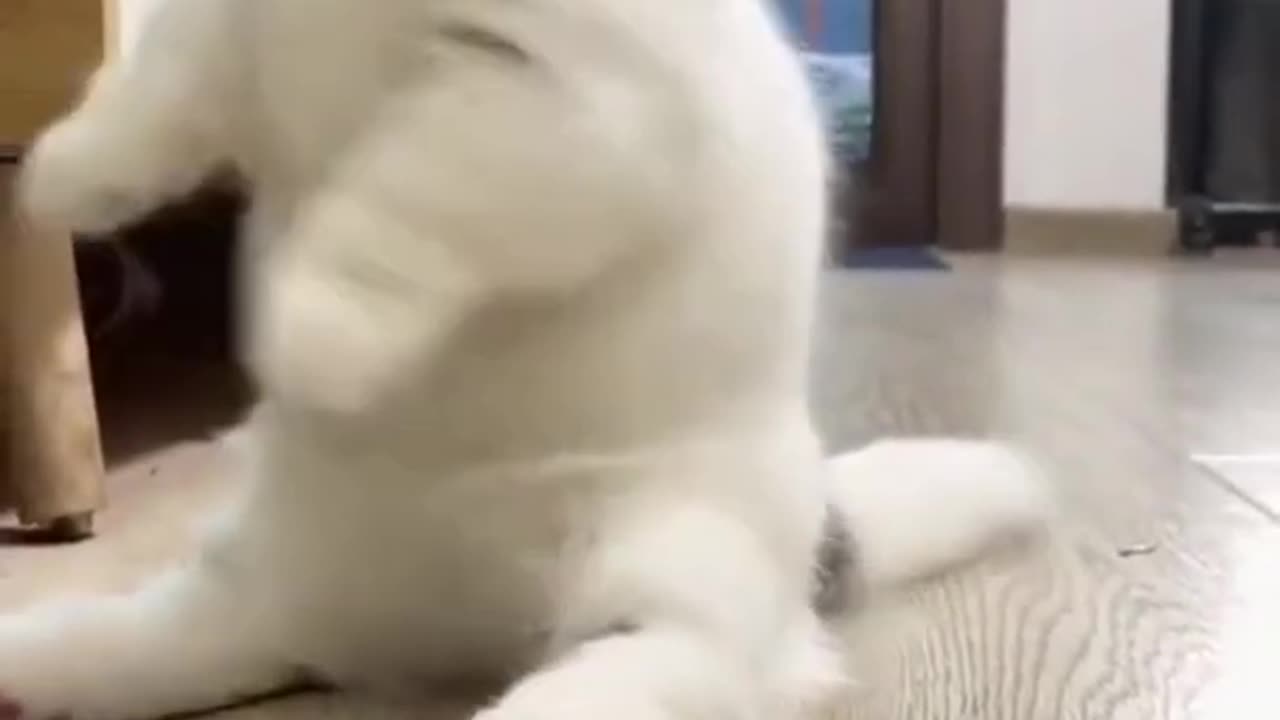 Baby Cats - Cute and Funny Cat Videos Compilation pt3 - Cute cats of the world #trending #viral