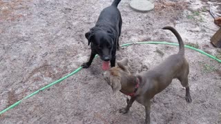 Jeremiah & Opie