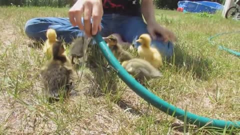 Cute Baby Ducks Just Animal