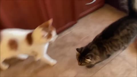 Cat Who Loves Staring Becomes Creepy At Night | Stalking Cat