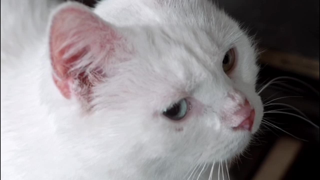 Cat Funny Song 🤣🤣🤣