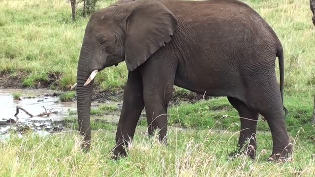 The Elephant Walk