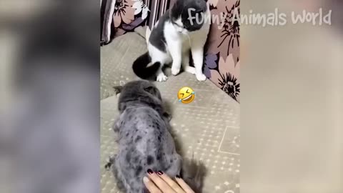 FUNNY CAT REACTION